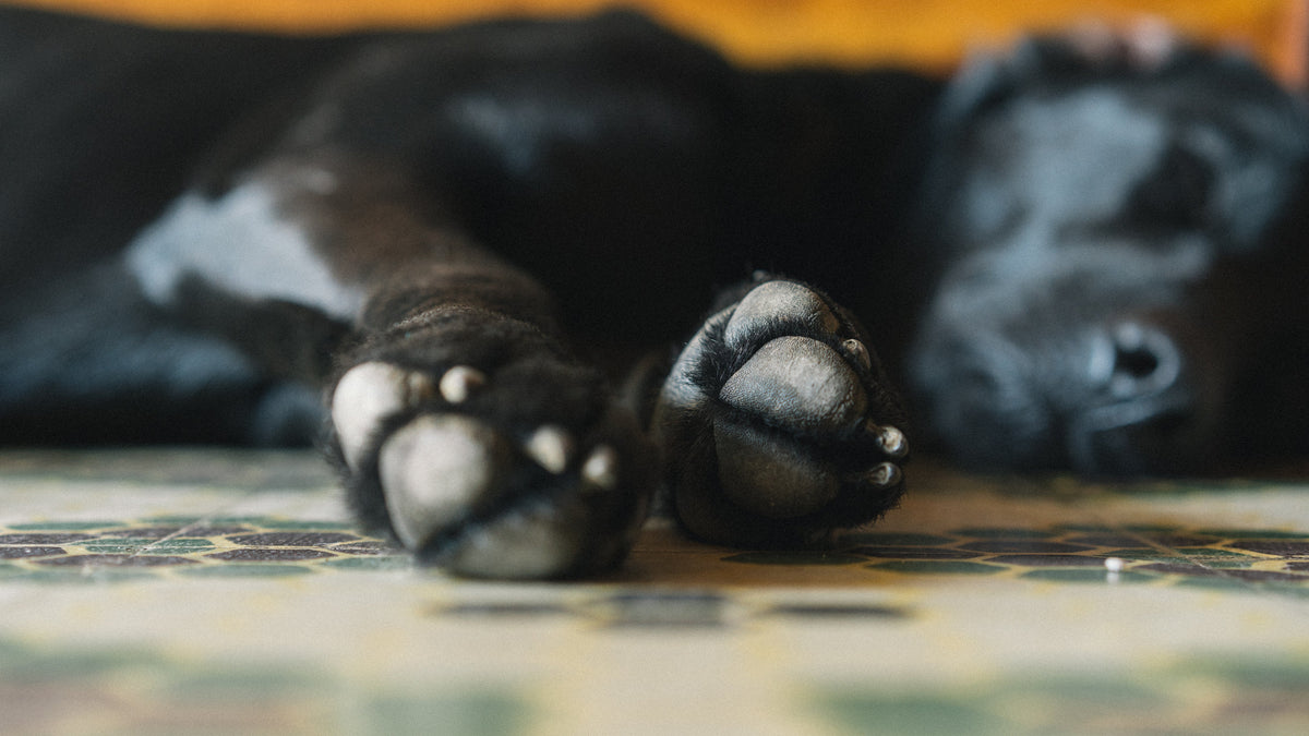rescue animals icon