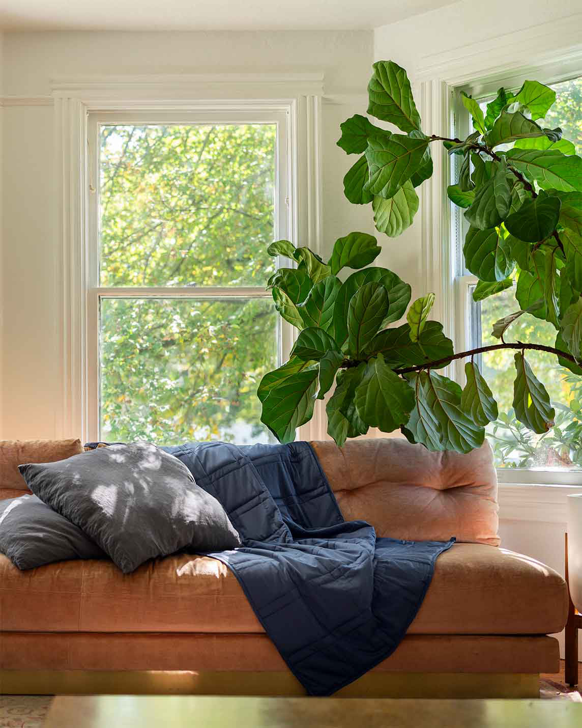 A luna blue weighted blanket 12lb on a pink sofa next to a gray pillow and large fig tree [43649942782171, 45574417875163, 47185819762907, 46301293543643, 46301293773019, 46301293805787, 46301293904091]